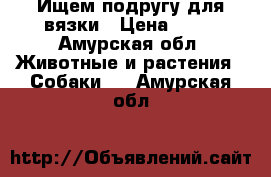 Ищем подругу для вязки › Цена ­ 10 - Амурская обл. Животные и растения » Собаки   . Амурская обл.